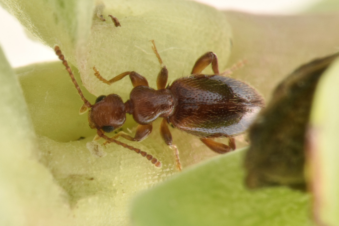 Anthicidae: Cyclodinus minutus